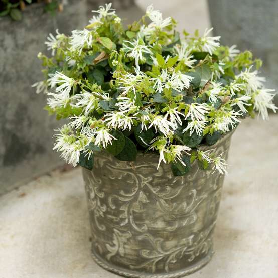 Jazz Hands White Loropetalum in container